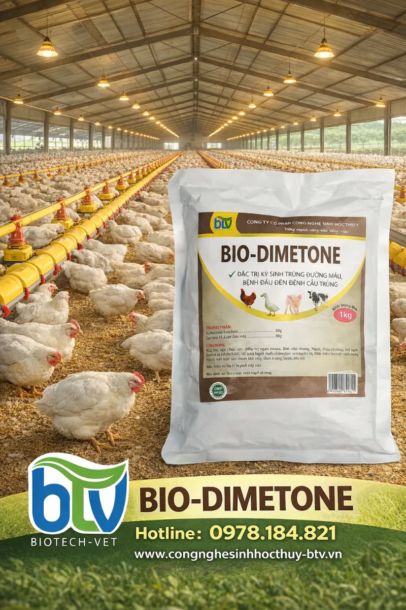 BIO – DIMETONE: Giải pháp hiệu quả phòng và điều trị bệnh đường ruột, ký sinh trùng ở gia cầm
