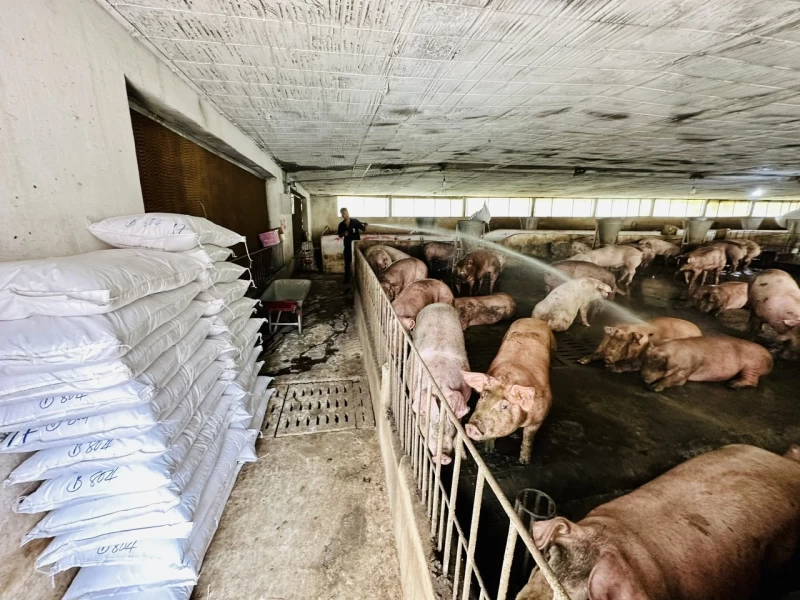 Chăn nuôi thiệt hại nặng do mưa lũ, tết này có thiếu thịt?