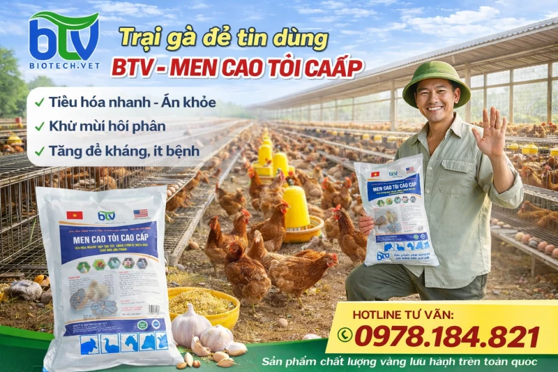 Chủ trại gà đẻ tại Gò Công, Tiền Giang tin dùng BTV – Men cao tỏi cao cấp nhiều năm