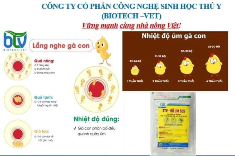 Chuyên gia BTV hướng dẫn kỹ thuật nuôi vịt con từ 1-56 ngày tuổi mang lại hiệu quả kinh tế cao