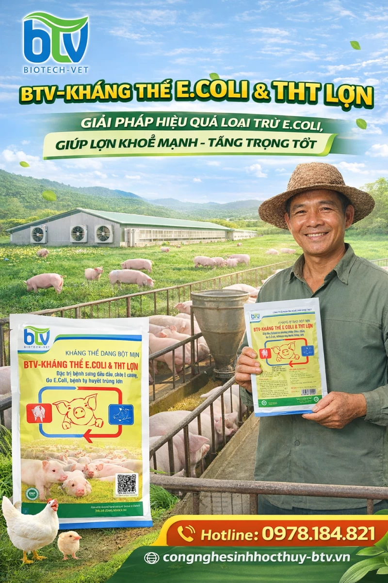 Giải pháp hiệu quả phòng và điều trị E.coli trong chăn nuôi với BTV – Kháng thể E.coli & THT lợn