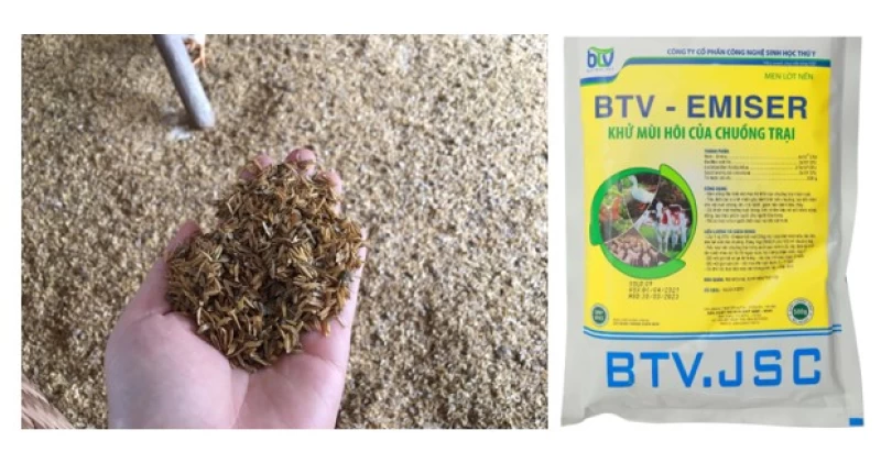 Giúp chuồng gà không mùi nhờ men sống và cát