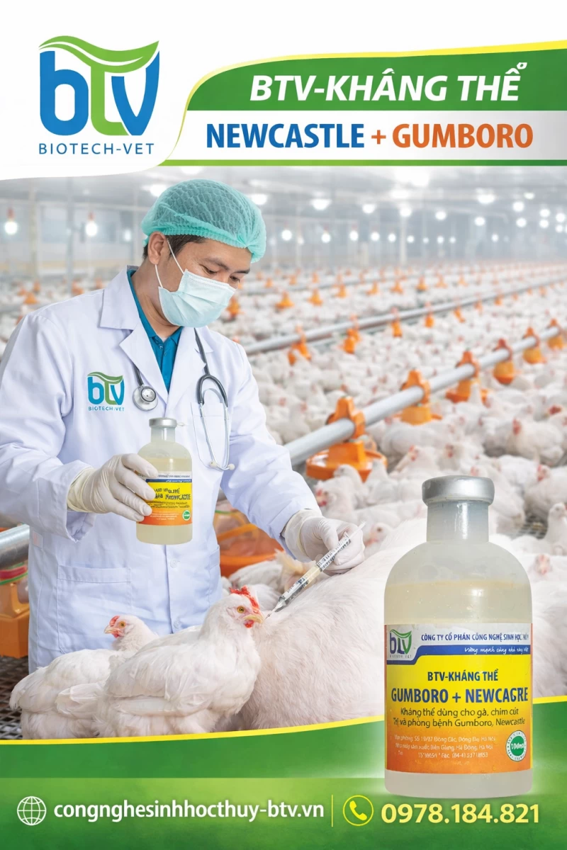 Kháng thể BTV – giải pháp hiệu quả trong phòng, chống dịch Newcastle và Gumboro