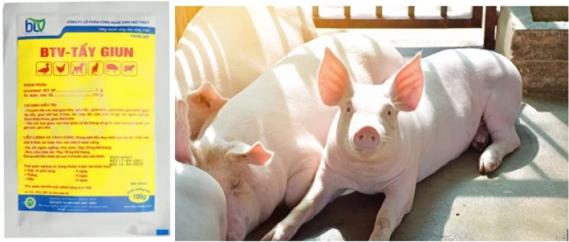 Tẩy giun định kỳ – giải pháp quan trọng bảo vệ đàn vật nuôi khỏe mạnh