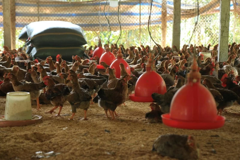 Tuân thủ nghiêm ngặt các biện pháp phòng, chống dịch khi tái đàn