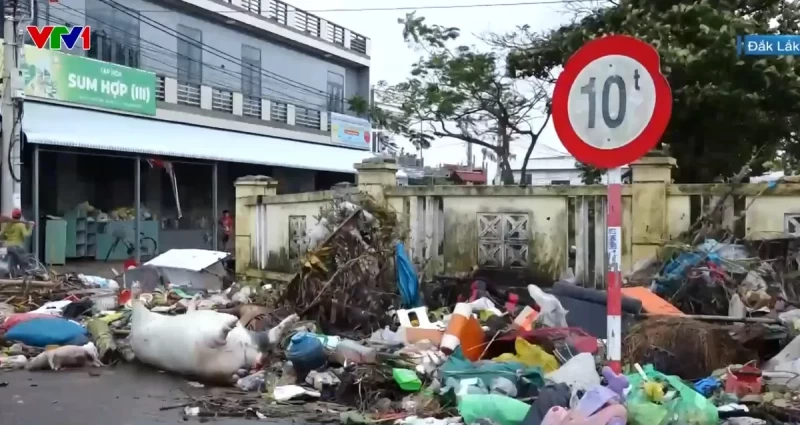 Xác lợn, gà nằm ngổn ngang sau lũ, Đắk Lắk khẩn trương xử lý môi trường